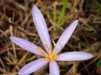 Weit geöffnete Herbstzeitlosen Blüte